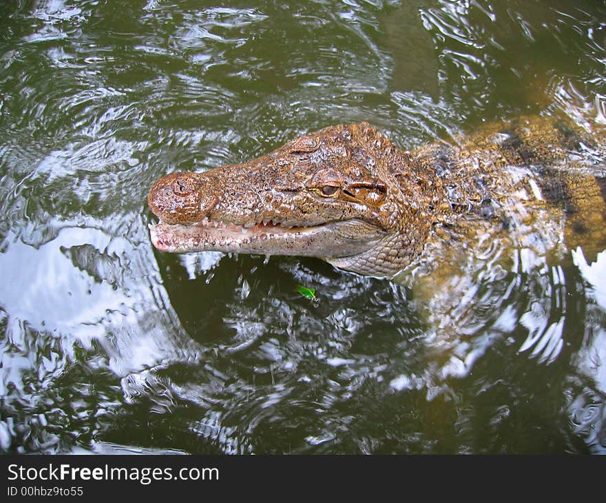 A dangerous crocodile or alligator hides in wait for prey for it to attack and eat. A dangerous crocodile or alligator hides in wait for prey for it to attack and eat