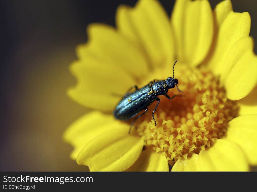 Close up macro from green bug in yellow daisy