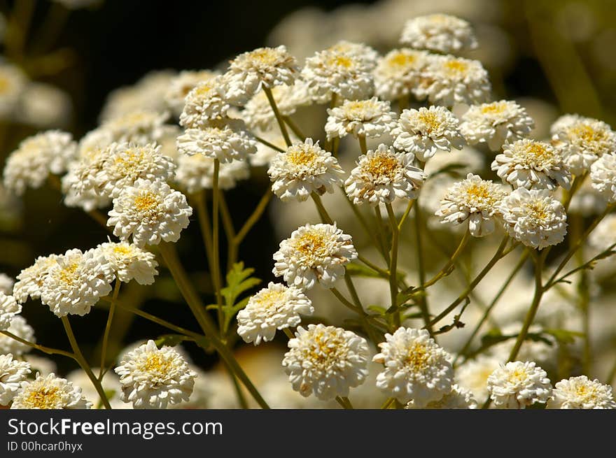 White and Yellow flowers