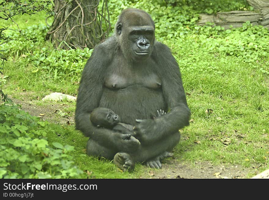 Mother gorilla sitting holding her baby. Mother gorilla sitting holding her baby