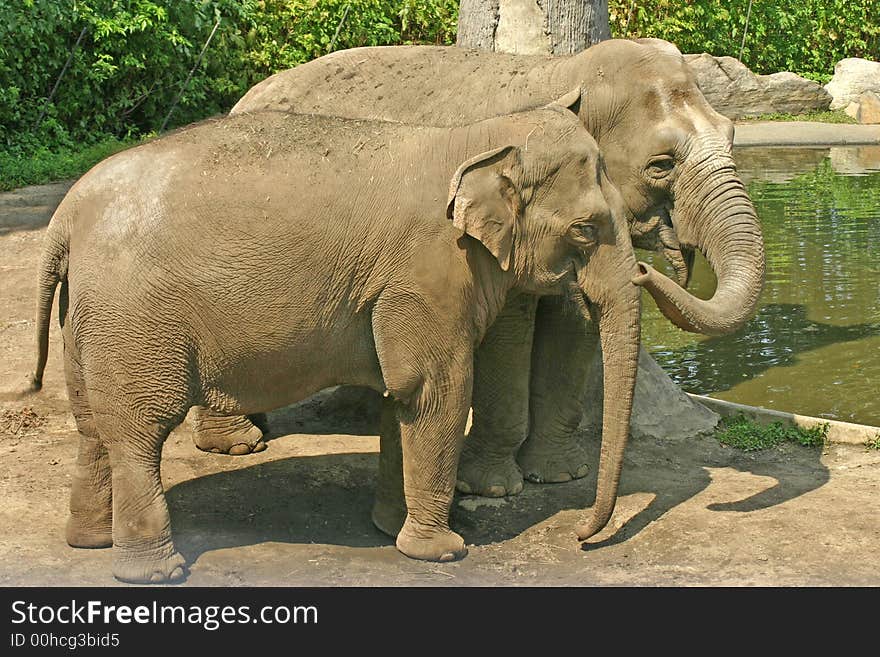 Pair of elephants