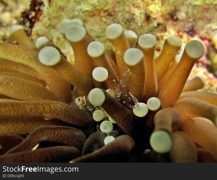 Cleaner Shrimp