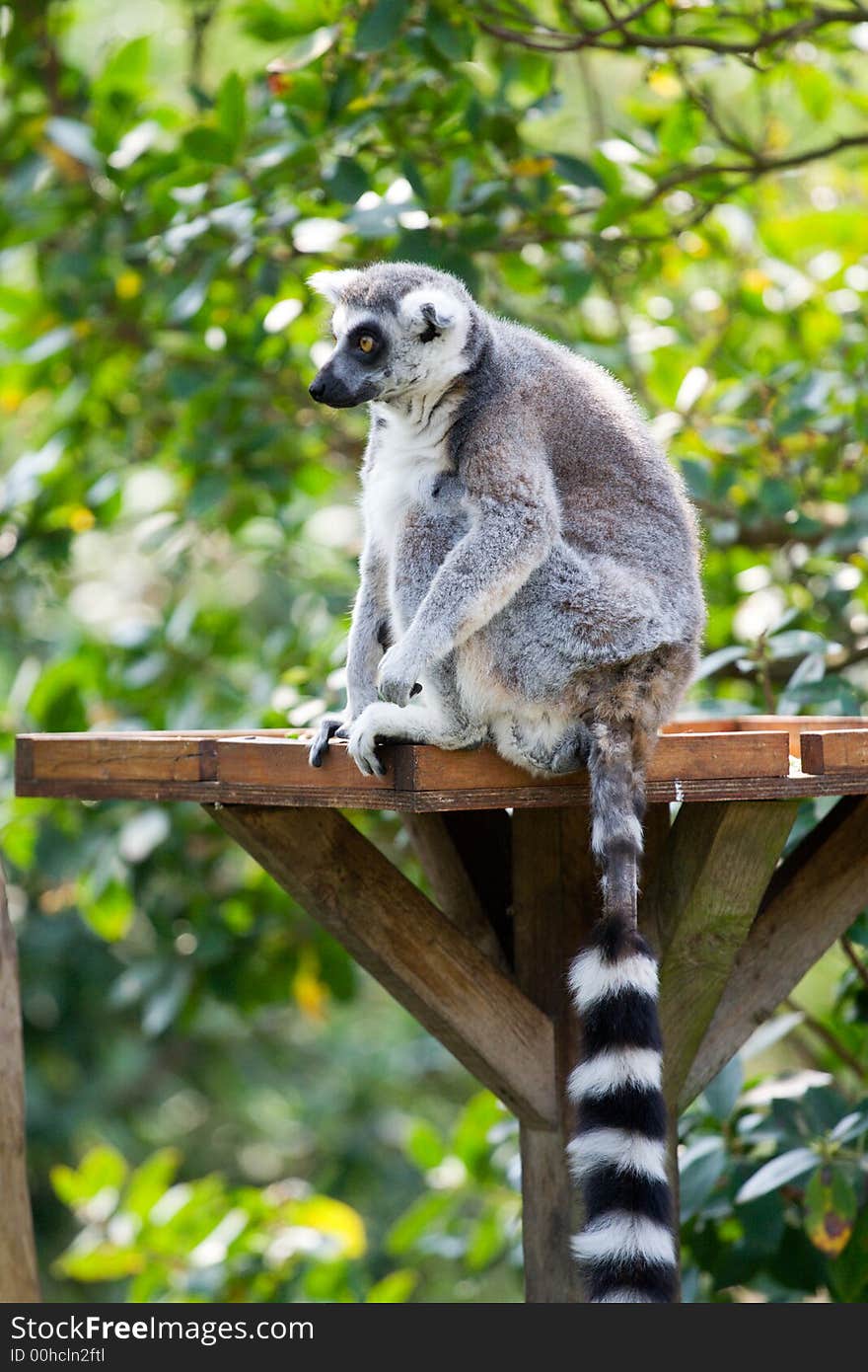 Ring Tailed Lemur