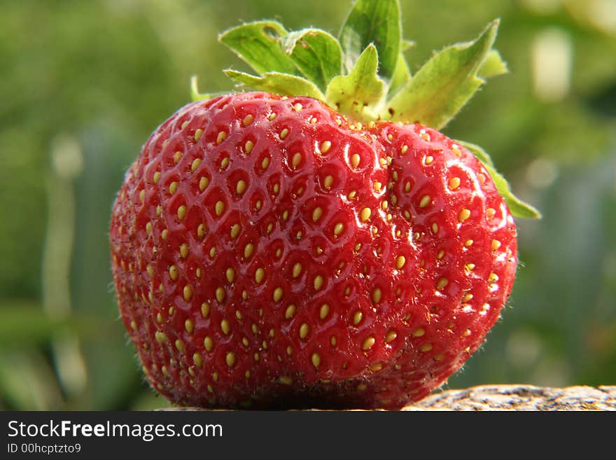 Single Strawberry on the stone