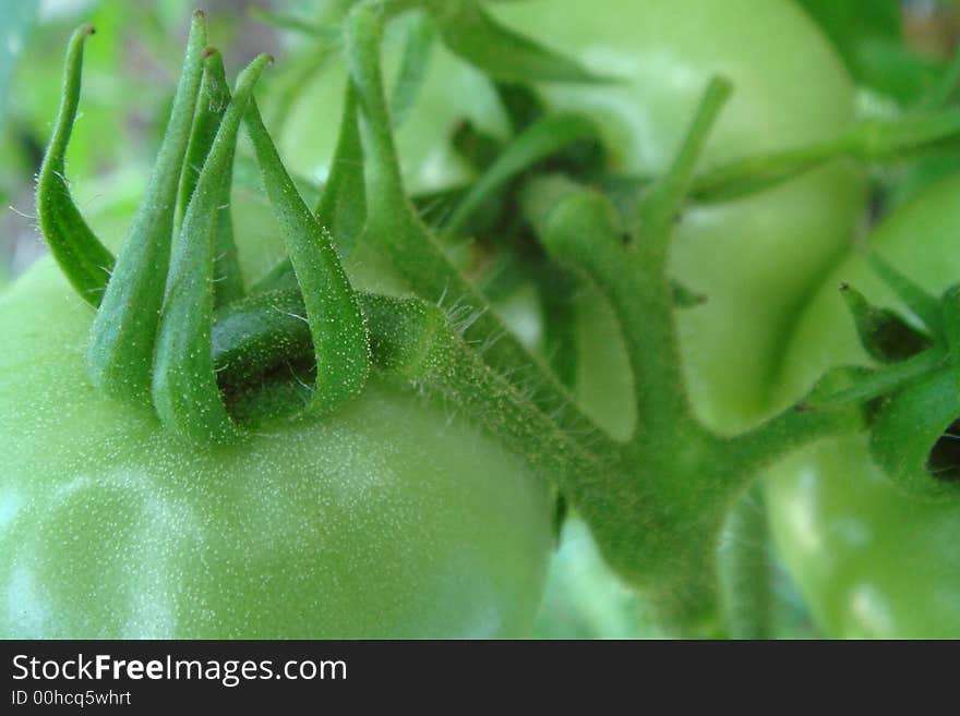 Green Tomatoes