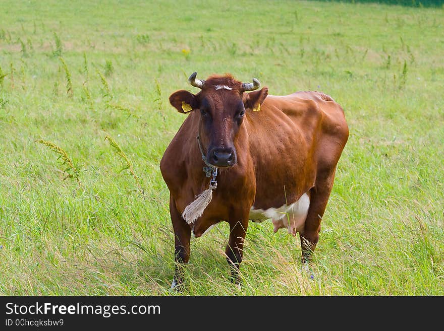 Cow