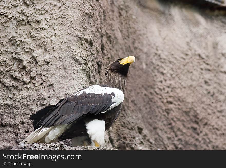 Eagle in the moscow zoo