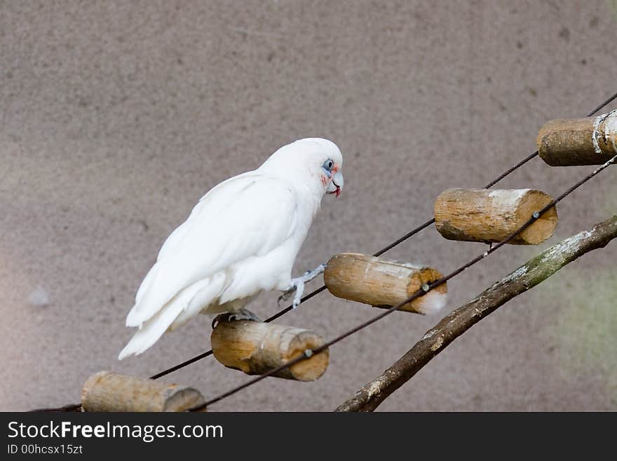 Walking cockatoo in the moscow zoo