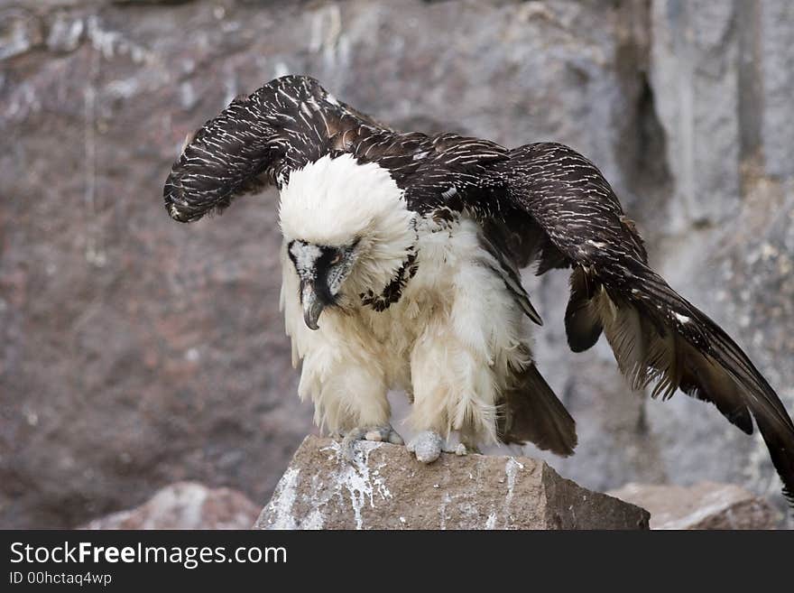 Eagle on the rock in moscow zoo