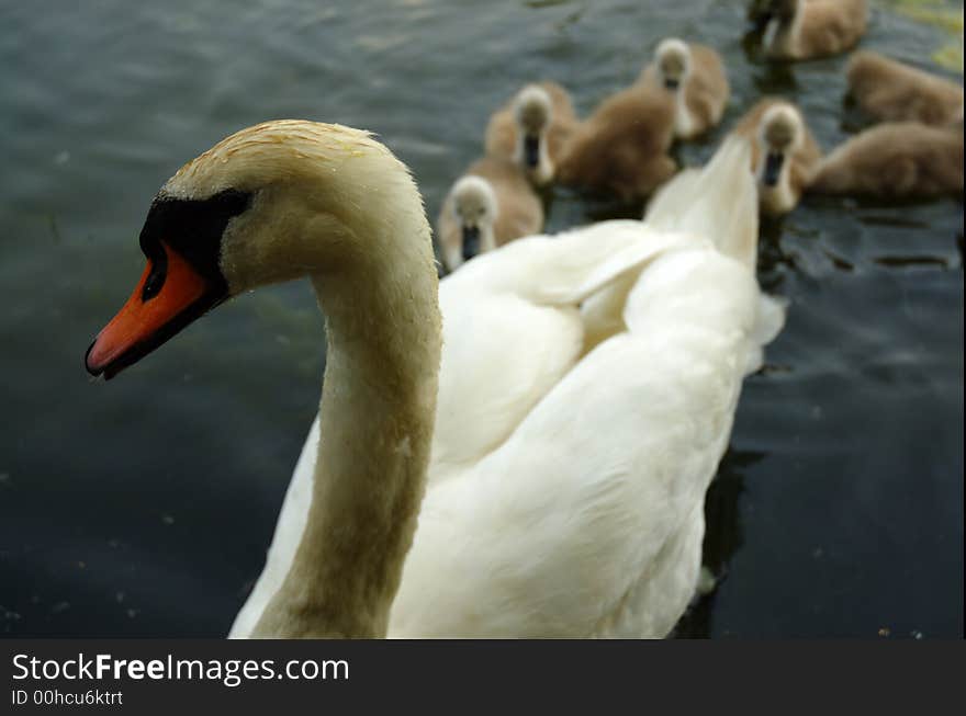 A swan together with little swan. A swan together with little swan