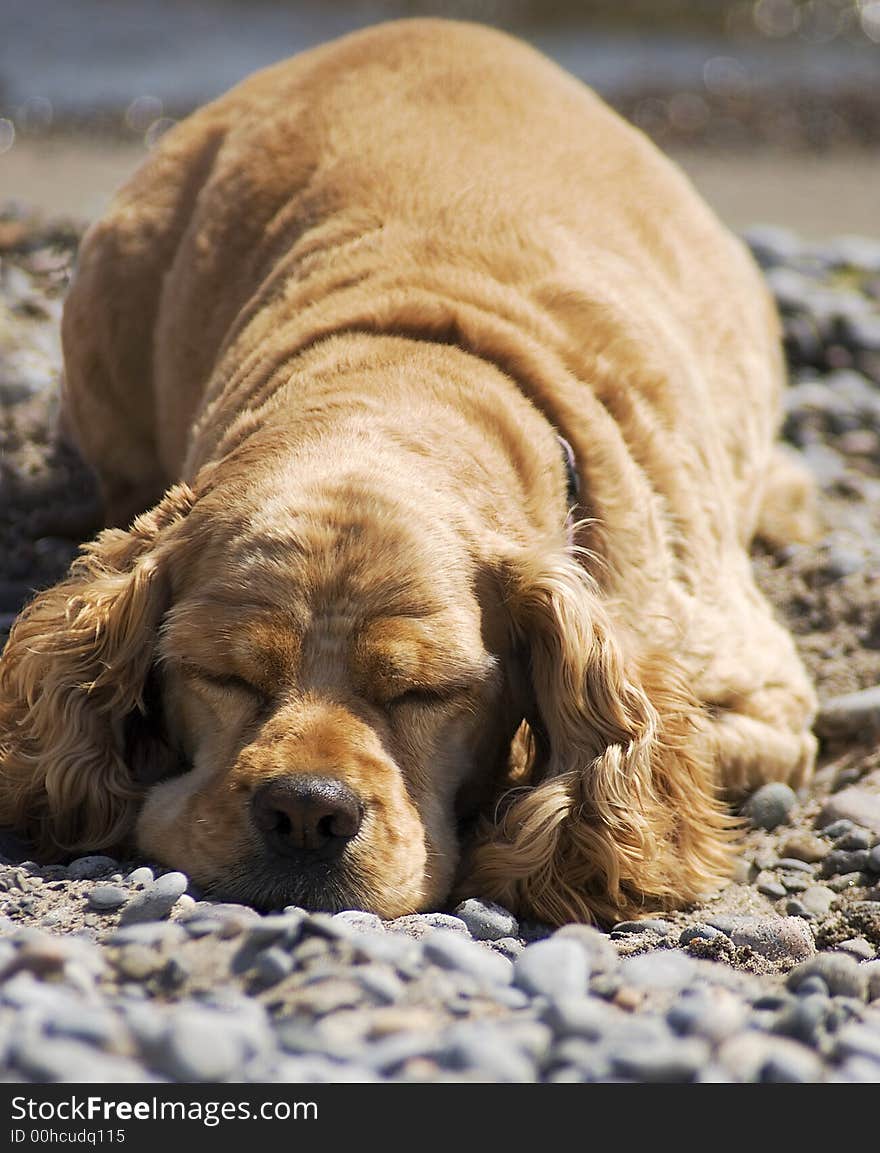 Cocker spaniel having a snooze on a sandy beach. Cocker spaniel having a snooze on a sandy beach