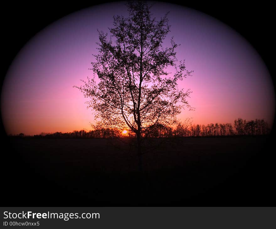 Glowing Tree