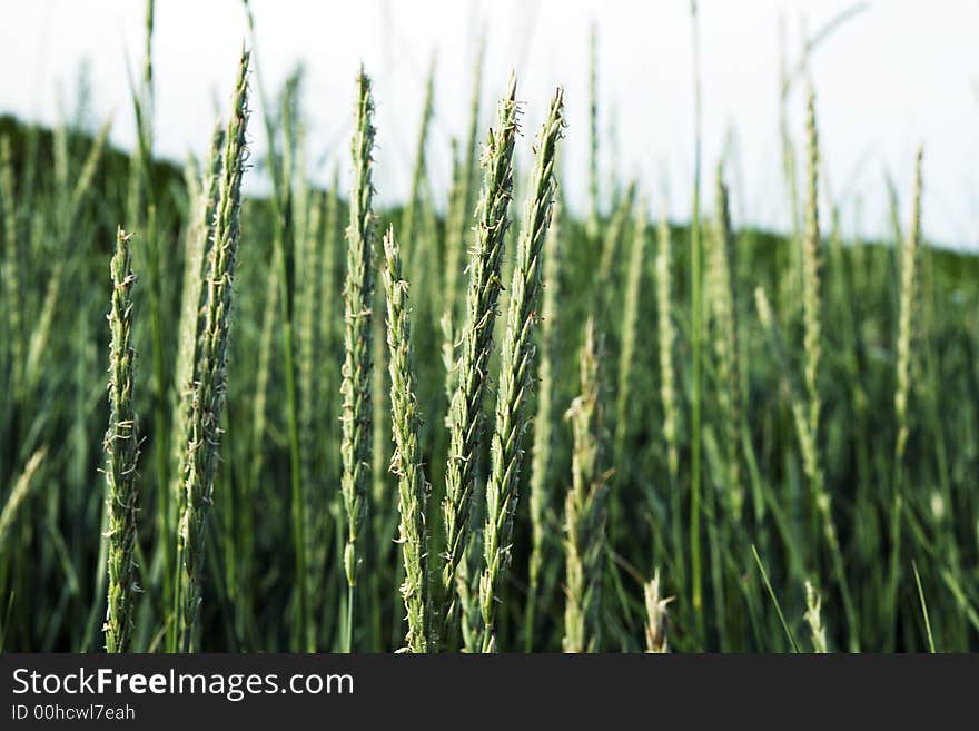 Stalks of wheat against a blue summer sky