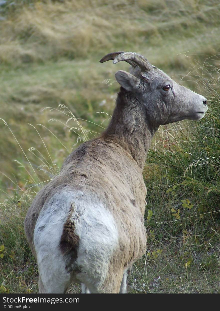 Bighorn Sheep Ewe