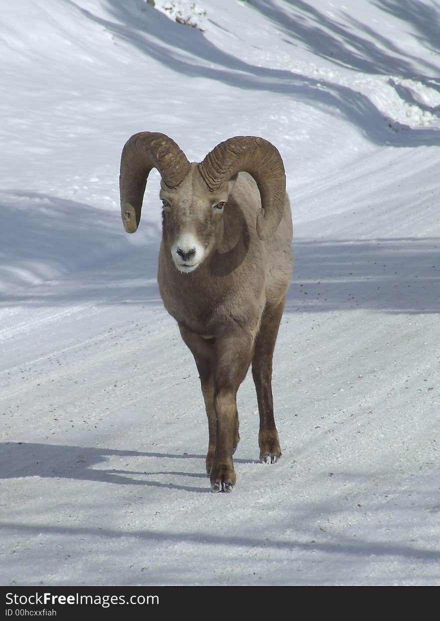 Male Bighorn sheep in winter. Male Bighorn sheep in winter