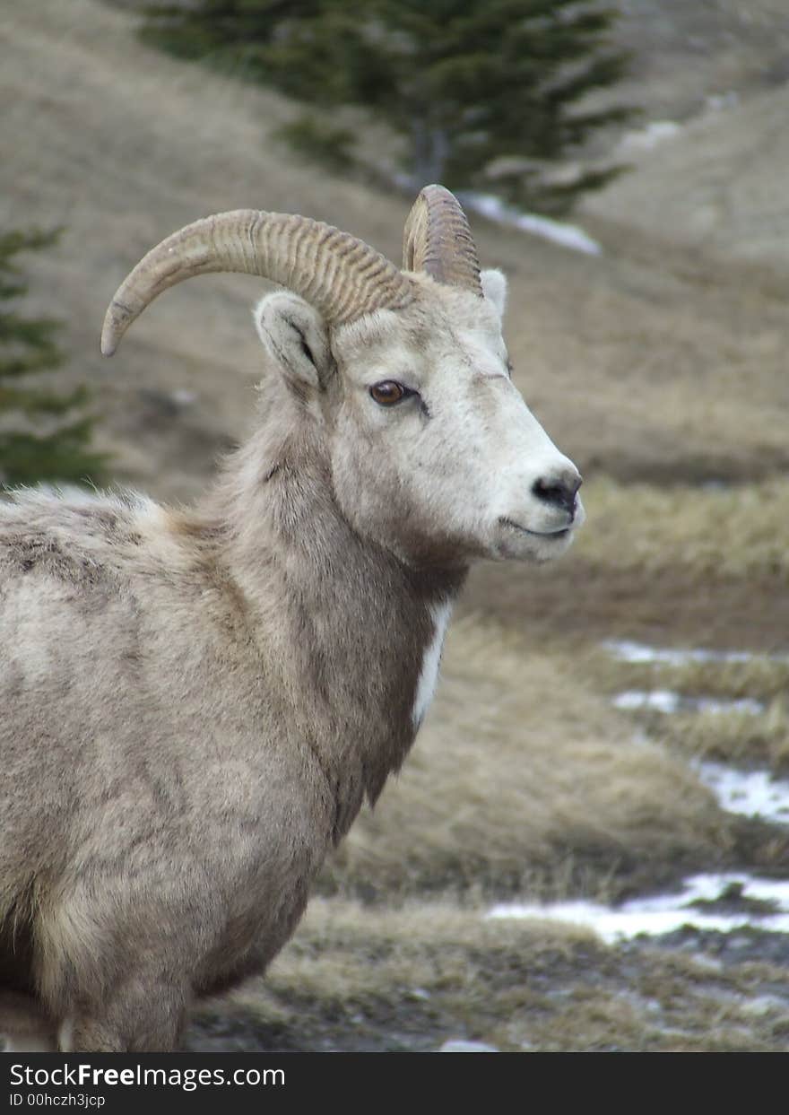 Mother Bighorn Sheep