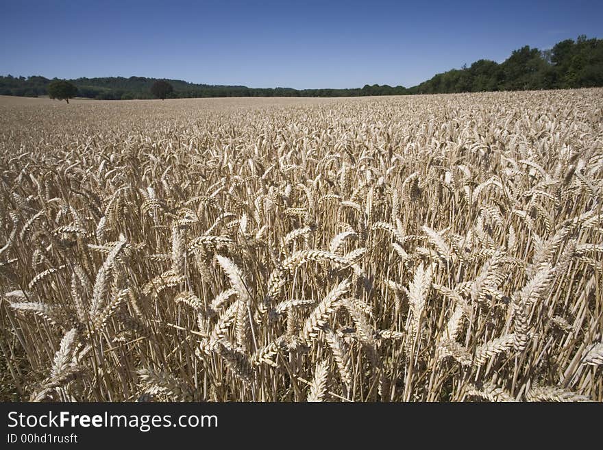 A wheatfield ready for harvest