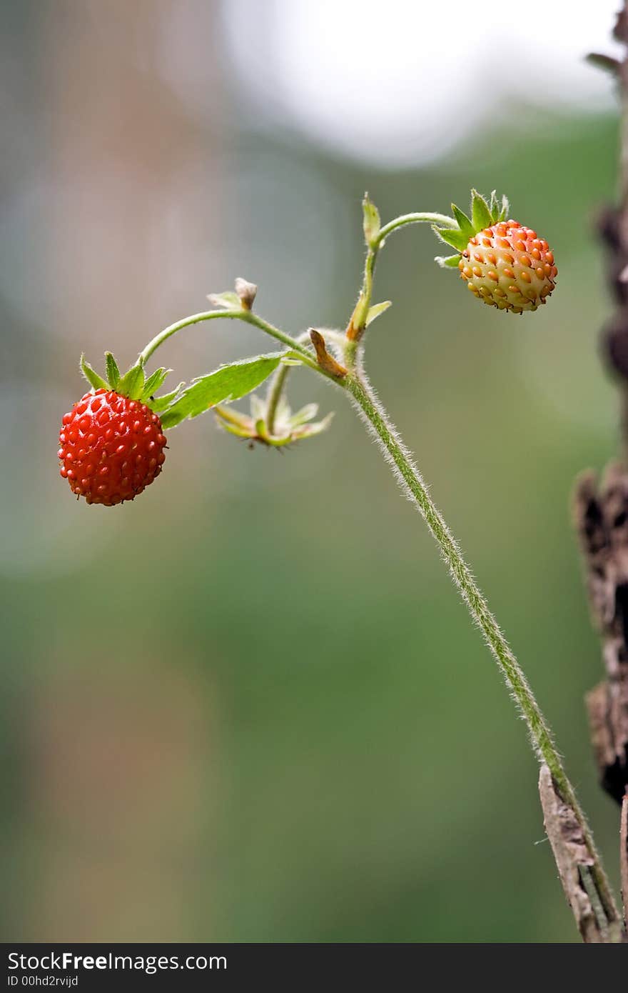 Wild strawberry attached to the tree in the forest.