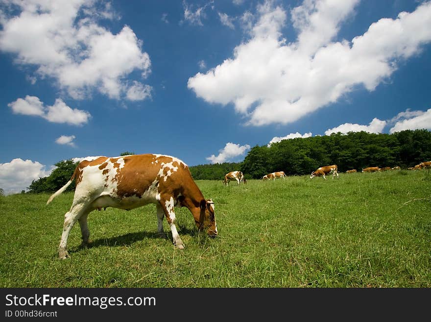 Cows on green meadow