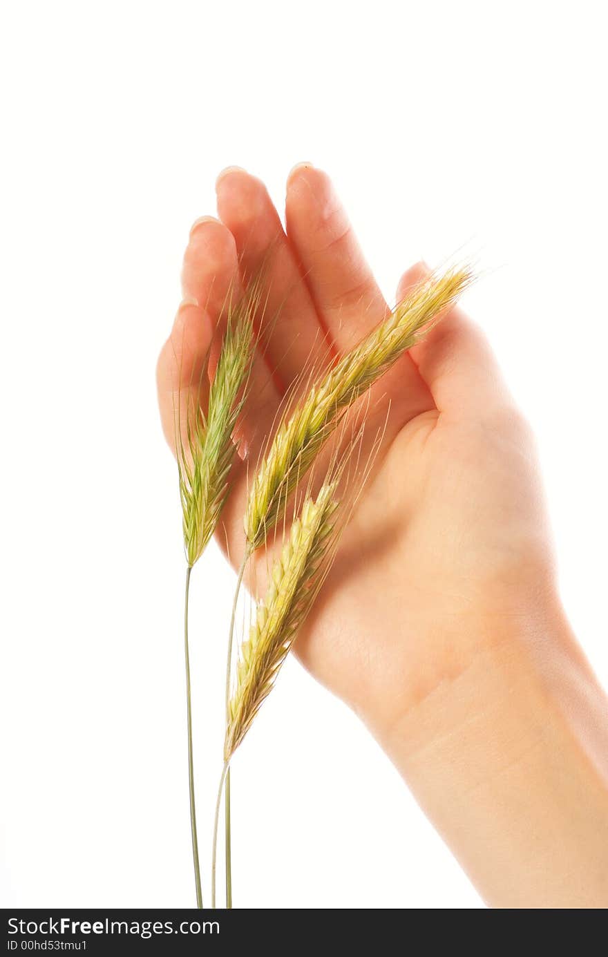 Woman's hand with a wheat isolated on white