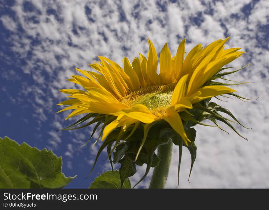 Sunflower Cloud