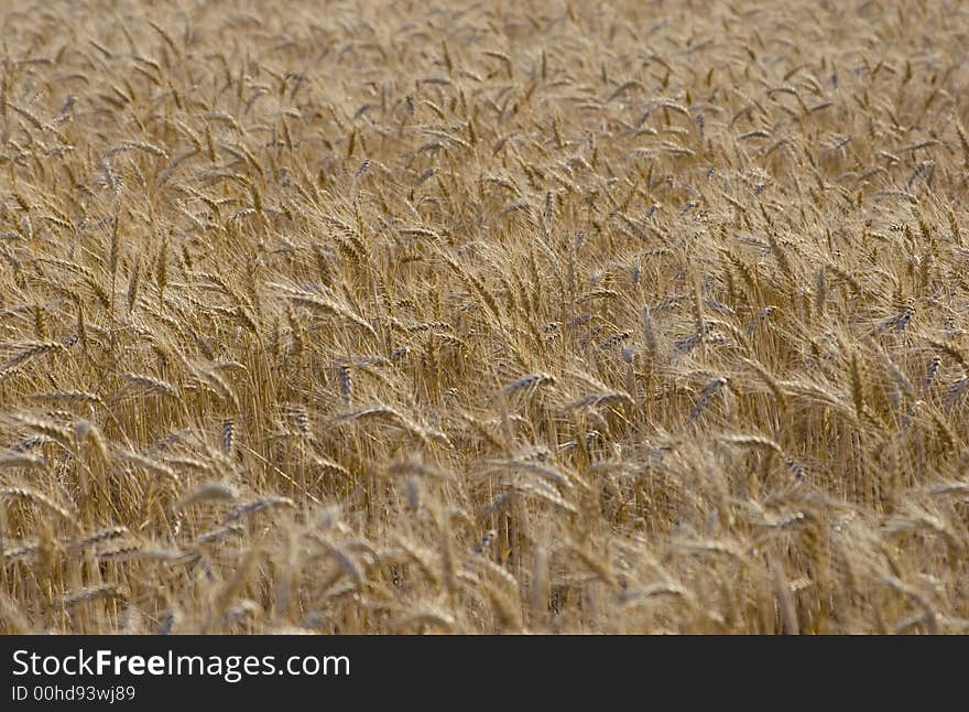 Wheat field