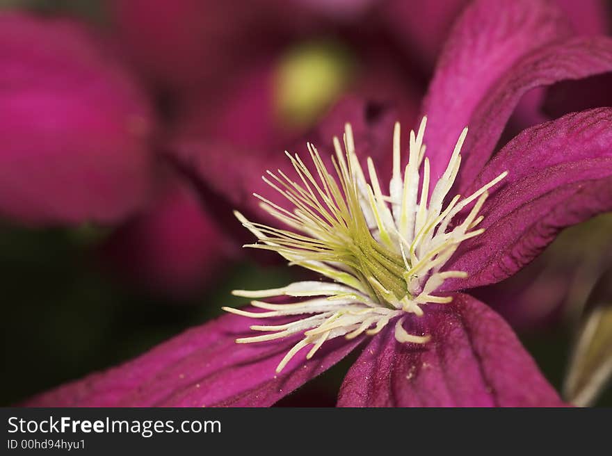 Clematis