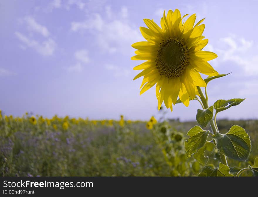 Sunflower field