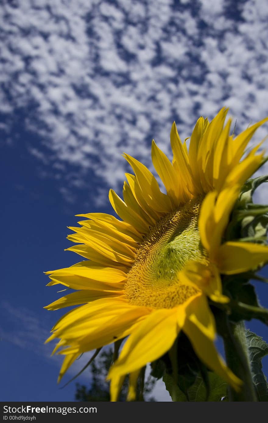 Cloudy sunflower portrait