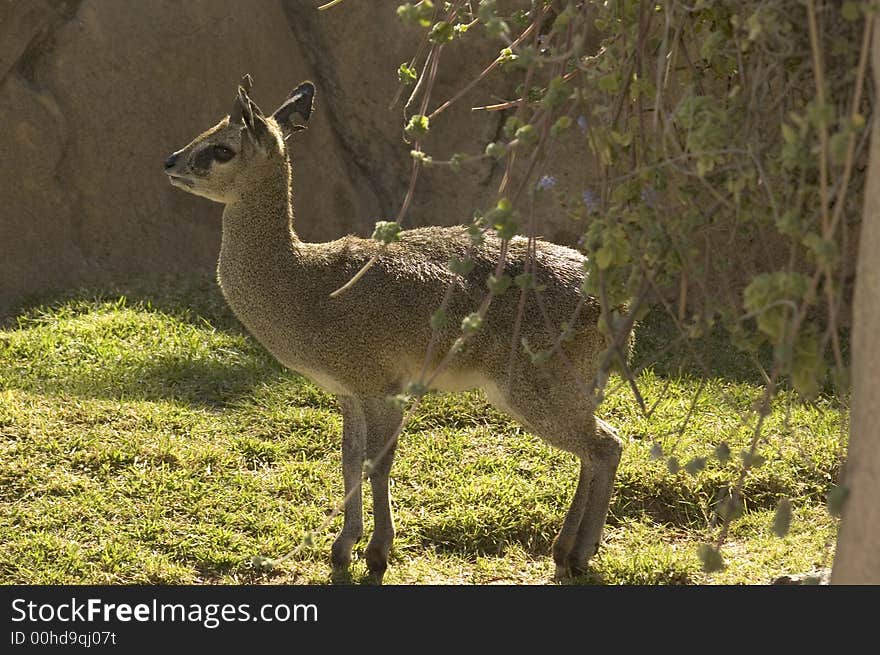 Baby deer