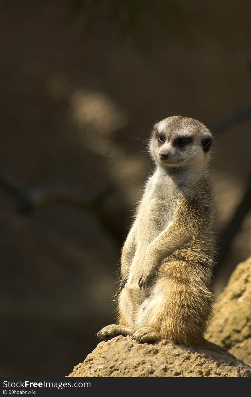 Meerkat