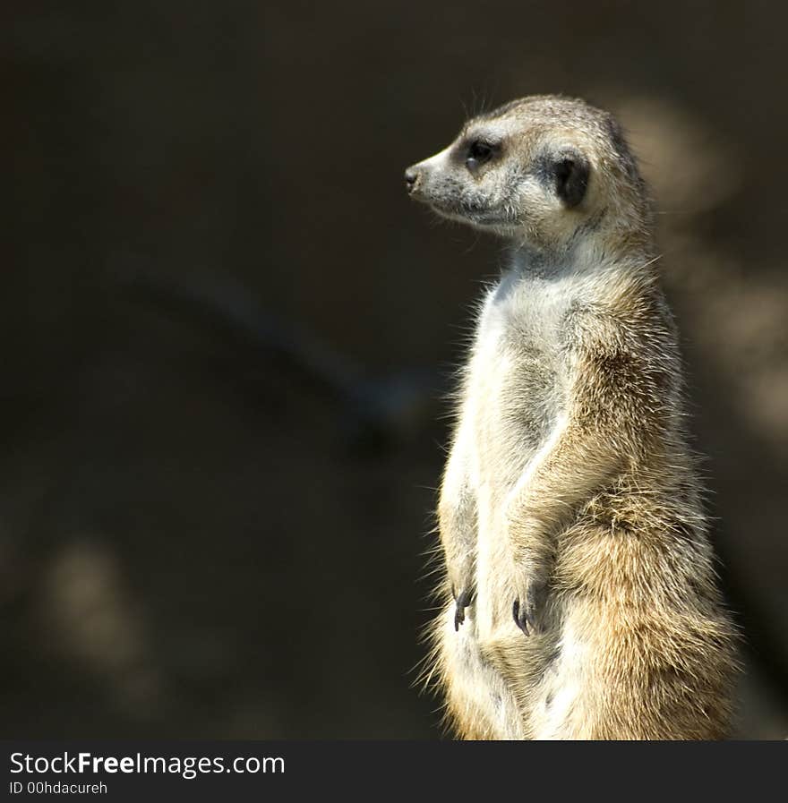 Meerkat