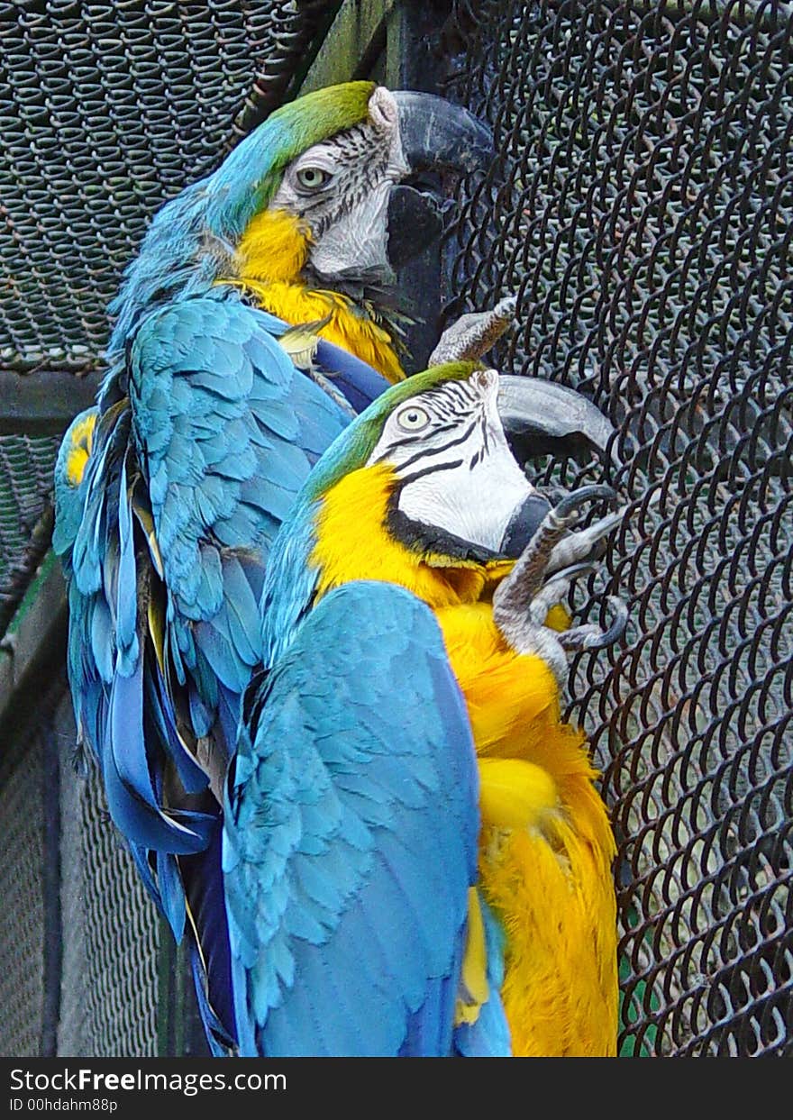 Two parrots