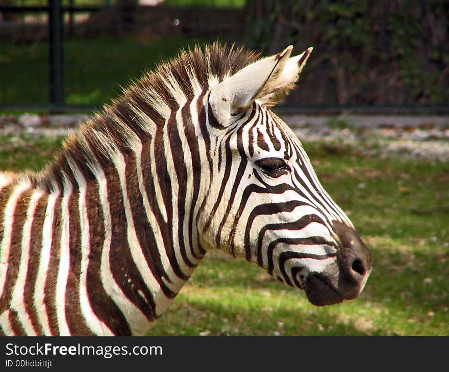 Zebra in color in the zoo