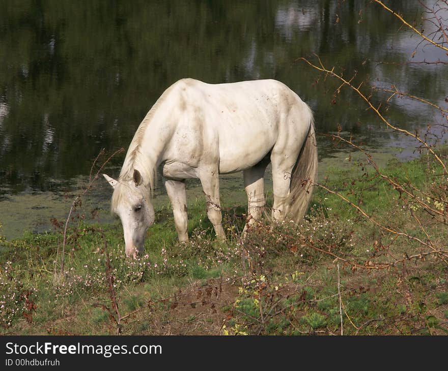 Horse forage