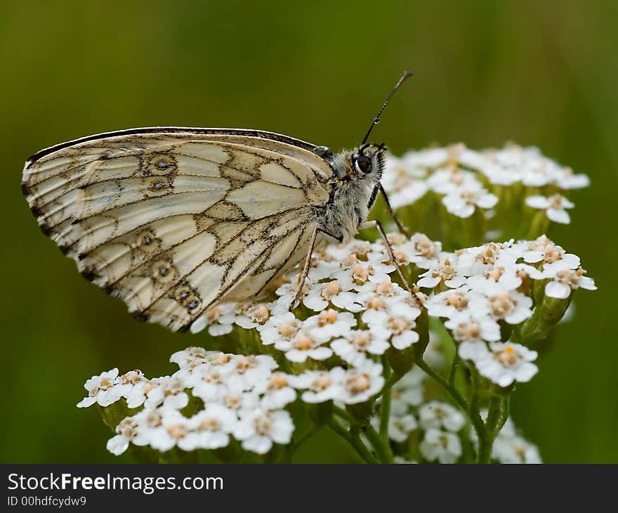 Melanargia galathea butterfly covered raindrops. Melanargia galathea butterfly covered raindrops