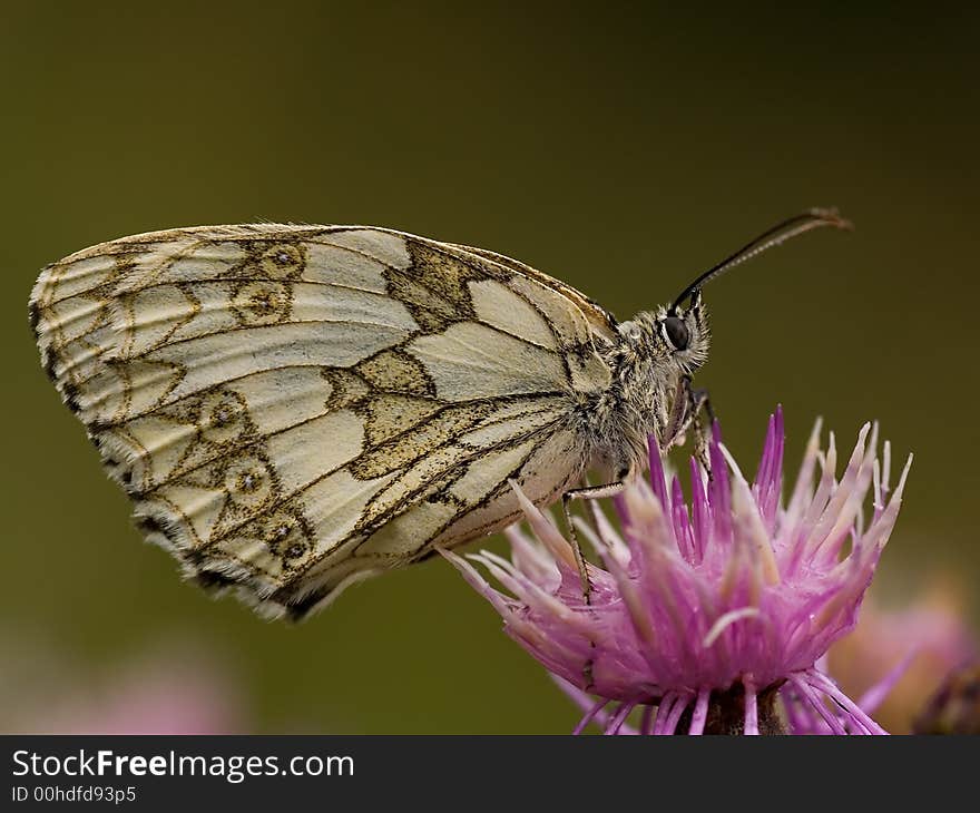 Melanargia galathea butterfly covered raindrops. Melanargia galathea butterfly covered raindrops