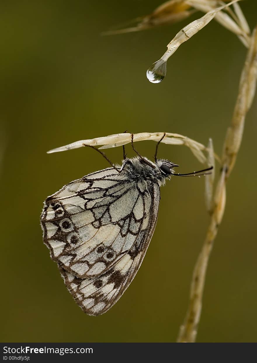 Melanargia galathea butterfly covered raindrops. Melanargia galathea butterfly covered raindrops