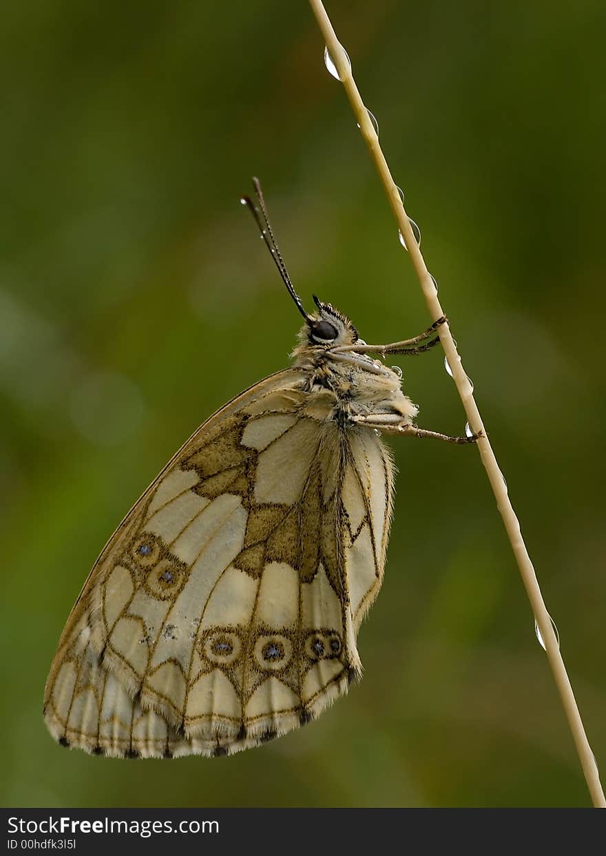 Melanargia galathea butterfly covered raindrops. Melanargia galathea butterfly covered raindrops