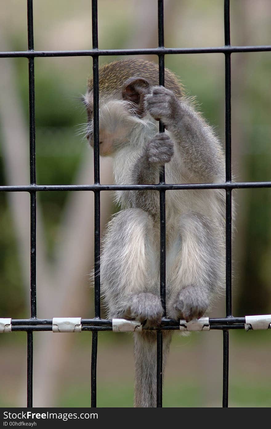 A baby monkey in a zoo holding onto the bars that cage him in. A baby monkey in a zoo holding onto the bars that cage him in.