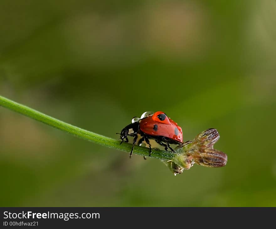 Wet Ladybug