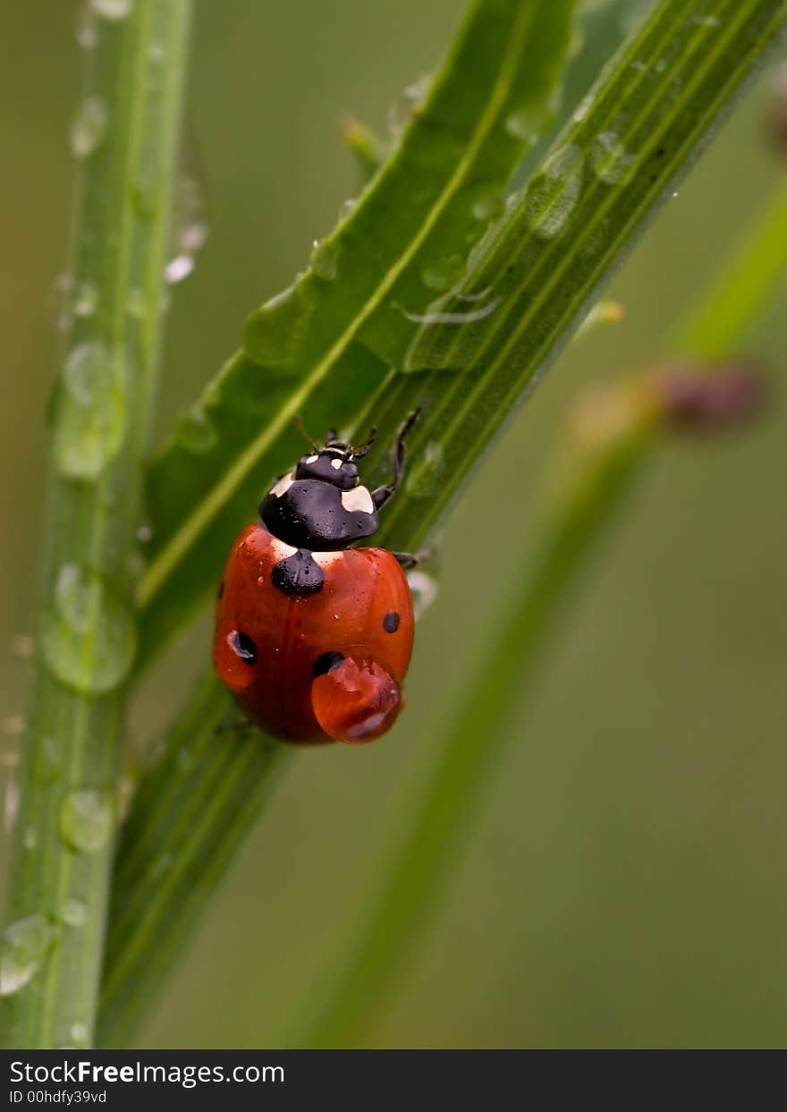 Ladybug with raindrops on the wings on green grass. Ladybug with raindrops on the wings on green grass