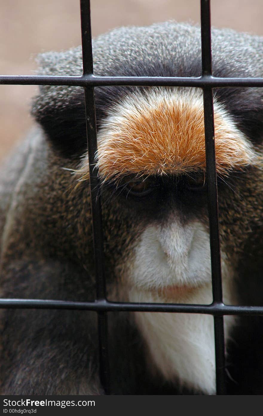 Trapped Monkey Portrait