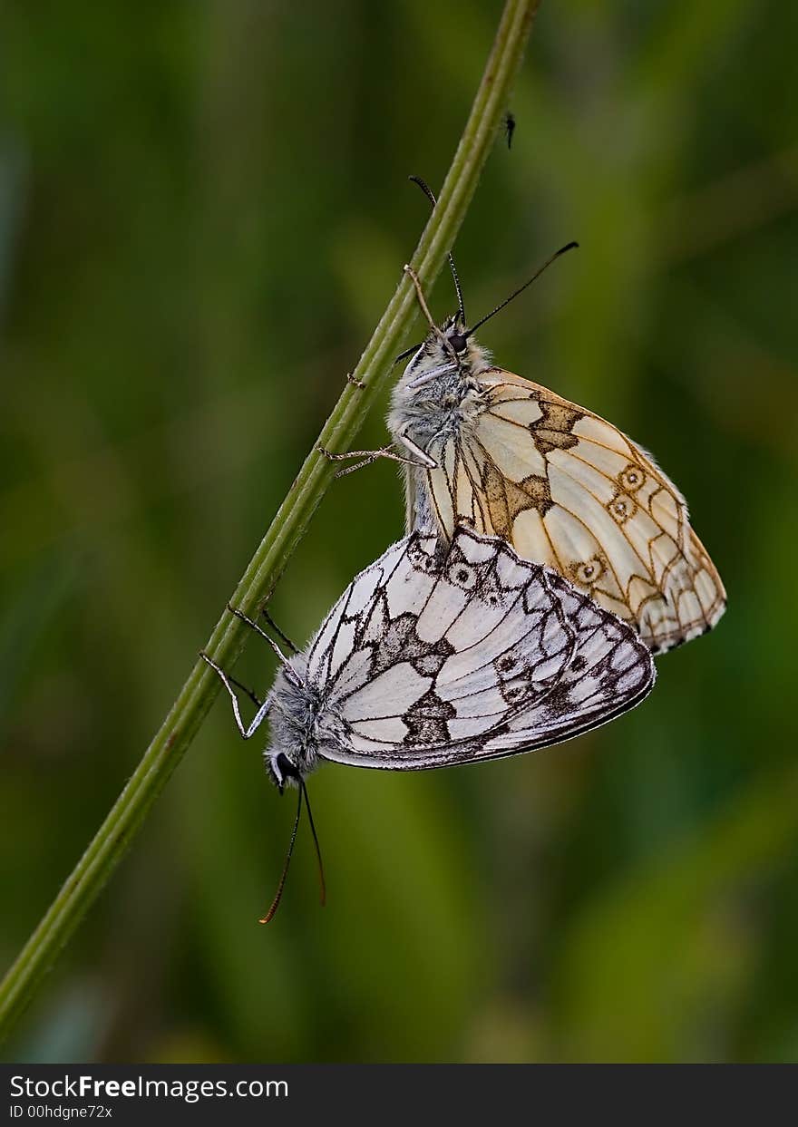 Copulating couple of Melanargia galathea butterflies. Copulating couple of Melanargia galathea butterflies