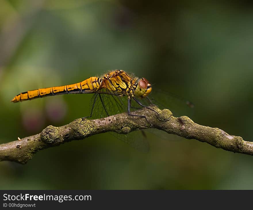 Close  up of Ruddy Darter dragonfly (Sympetrum sanguineum)- female. Close  up of Ruddy Darter dragonfly (Sympetrum sanguineum)- female