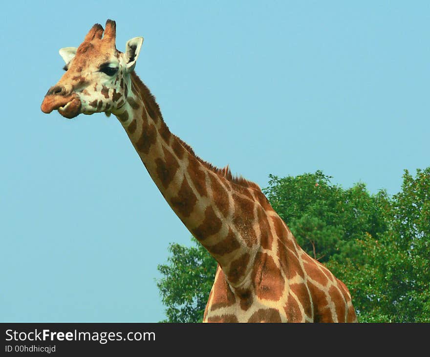 Interesting look on this Giraffe's face.