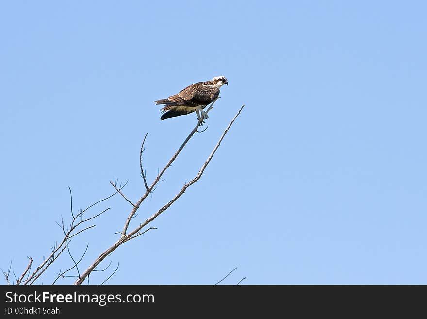 Osprey Perched