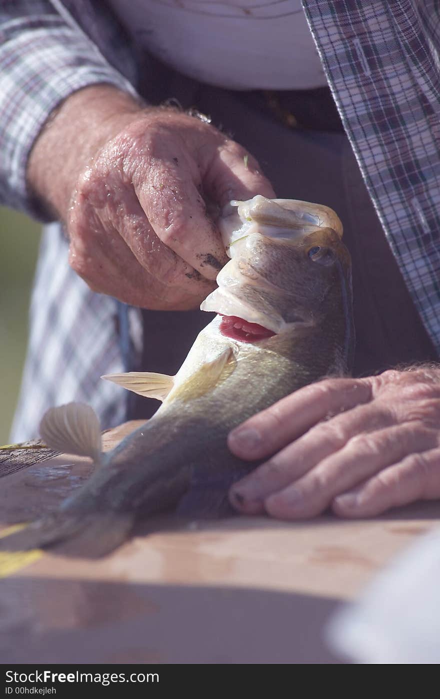 A close-up of a man measuring the length of a small-mouth bass. A close-up of a man measuring the length of a small-mouth bass.