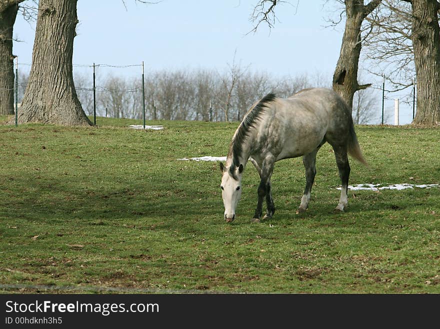 White Horse grazing in a pasture in early springtime