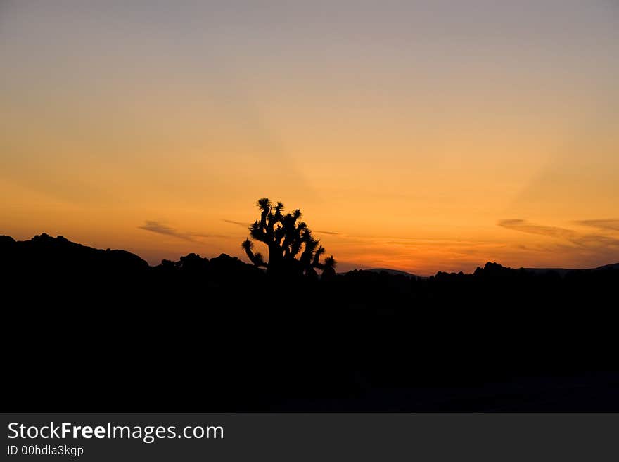 Desert Sunrise